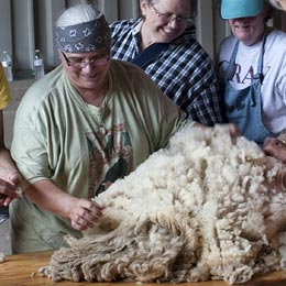 Wool handling and classing training