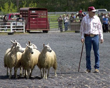Herding Demonstration